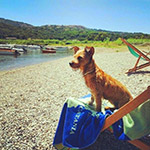 dogs beach mola porto azzurro isola d'elba